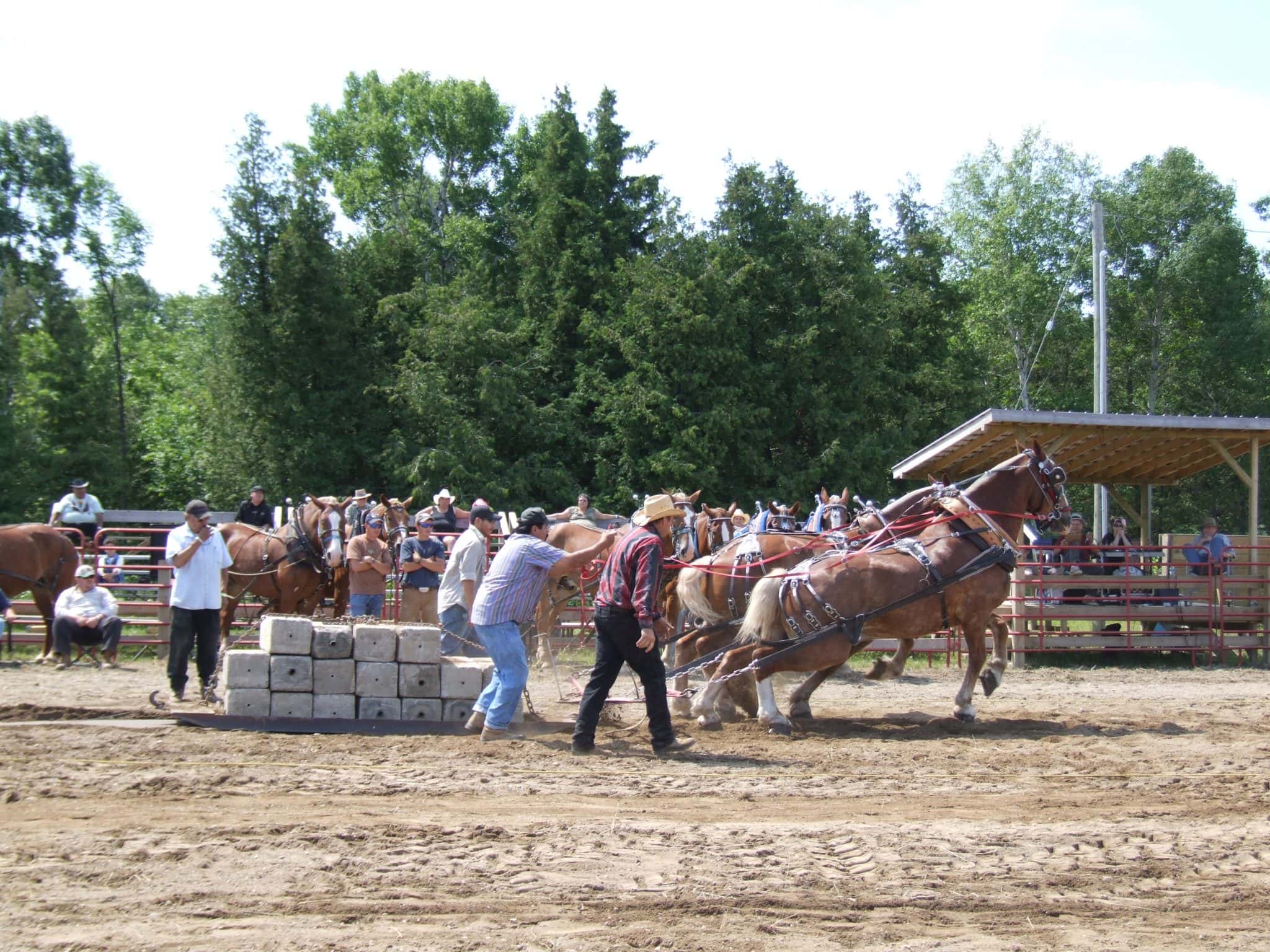 Fall Fair 1